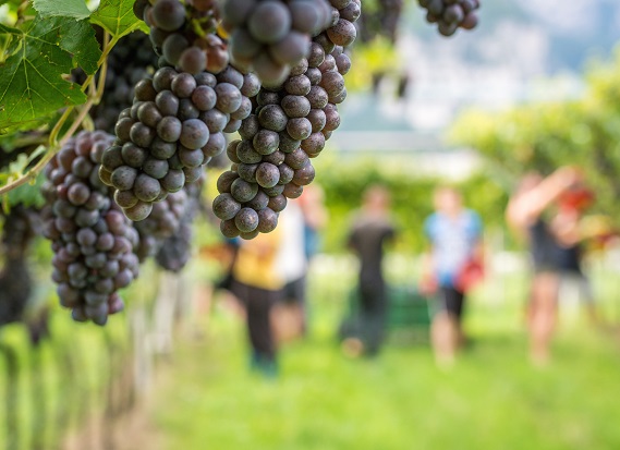 Pinot Grigio harvest